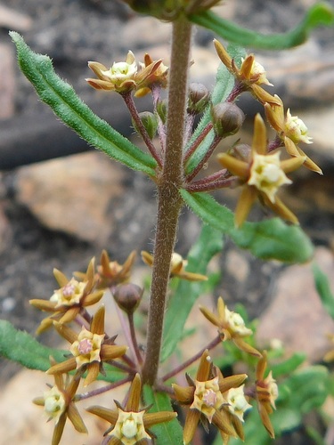 Aspidoglossum heterophyllum (Aspidoglossum heterophyllum)