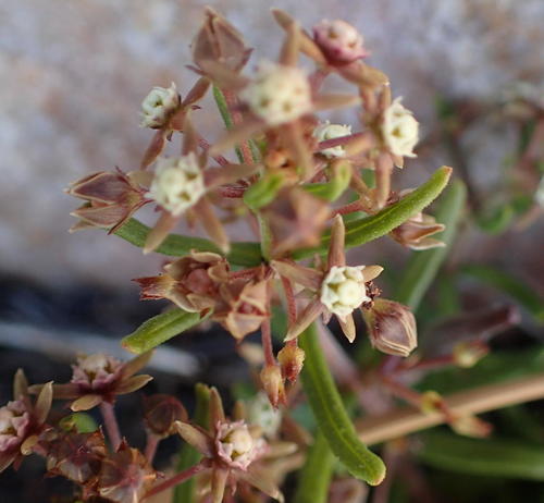 Aspidoglossum heterophyllum (Aspidoglossum heterophyllum)