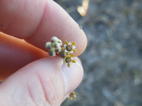 Aspidoglossum lamellatum (Aspidoglossum lamellatum)