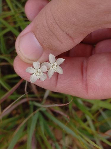 Aspidonepsis shebae (Aspidonepsis shebae)