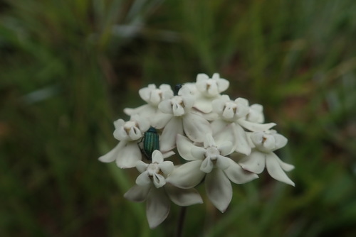 Aspidonepsis shebae (Aspidonepsis shebae)