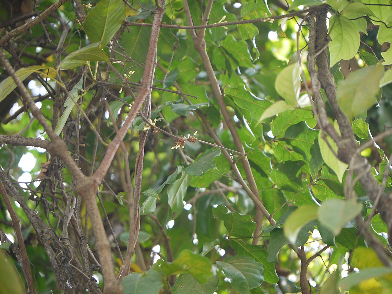 Aspidopterys canarensis: Malpighiaceae (Barbados cherry family) » Aspidopterys canarensis Dalzell ¿ as-pid-OP-ter-iss ? -- Greek: aspis (shield) and pteron (wing), alluding to the winge
