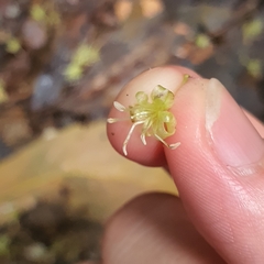 Aspidopterys concava (Aspidopterys concava)