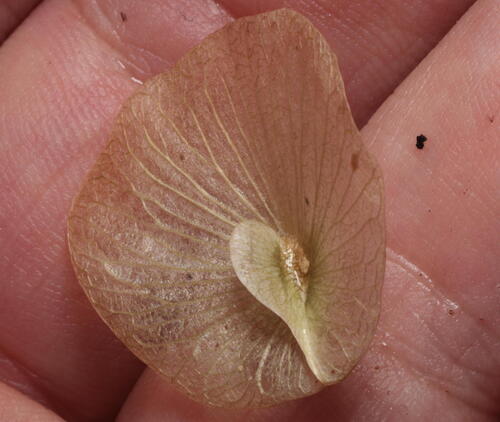 Aspidopterys concava (Aspidopterys concava)
