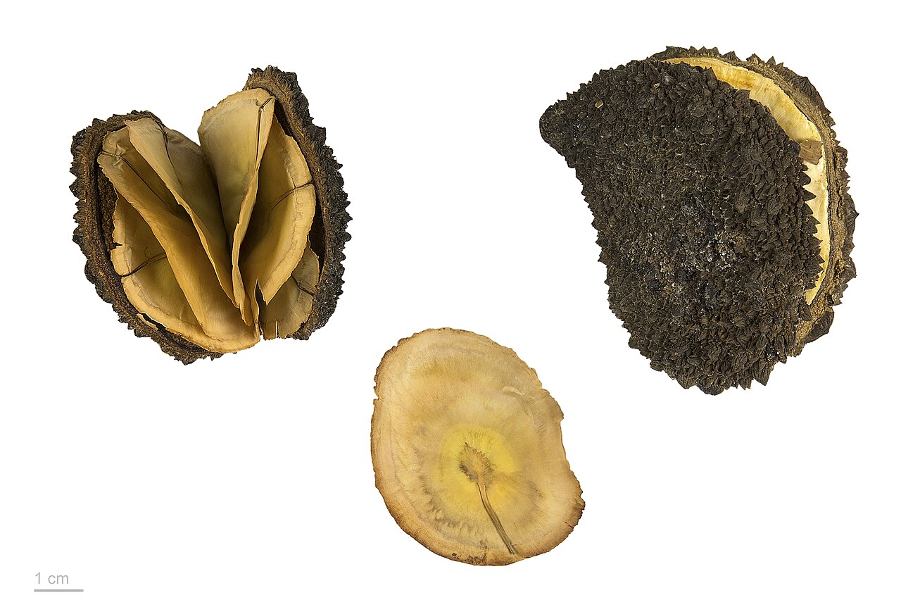 Aspidosperma carapanauba: Aspidosperma carapanauba , fruits