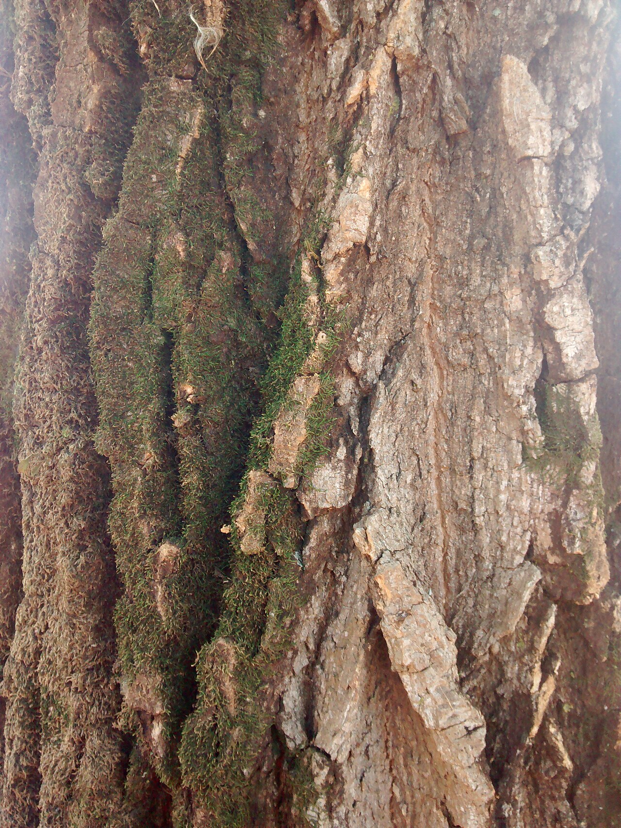 Aspidosperma cylindrocarpon: Tronco de A. cylindrocarpon.