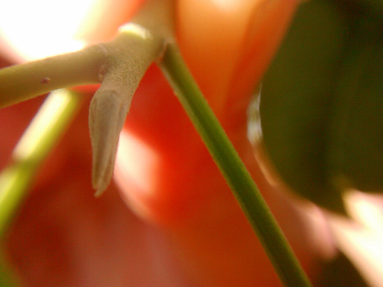 Aspidosperma cylindrocarpon: Gema de A. cylindrocarpon.