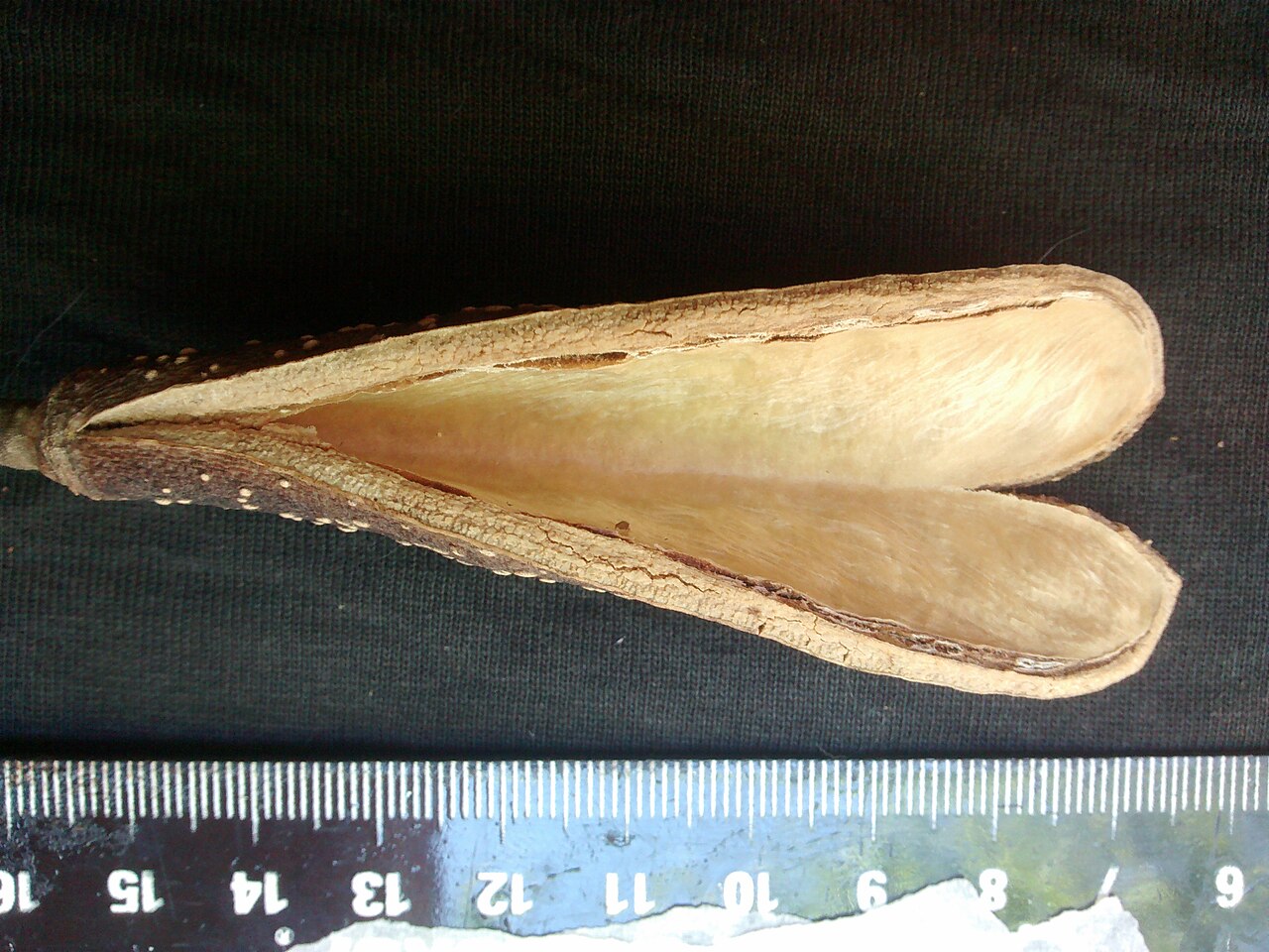 Aspidosperma cylindrocarpon: Fruto de A. cylindrocarpon e escala.