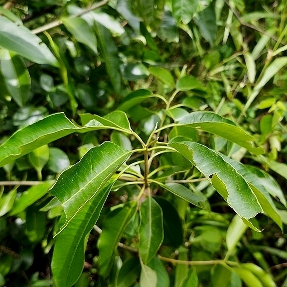 Aspidosperma cylindrocarpon (Aspidosperma cylindrocarpon)