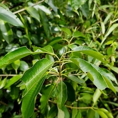 Aspidosperma cylindrocarpon (Aspidosperma cylindrocarpon)