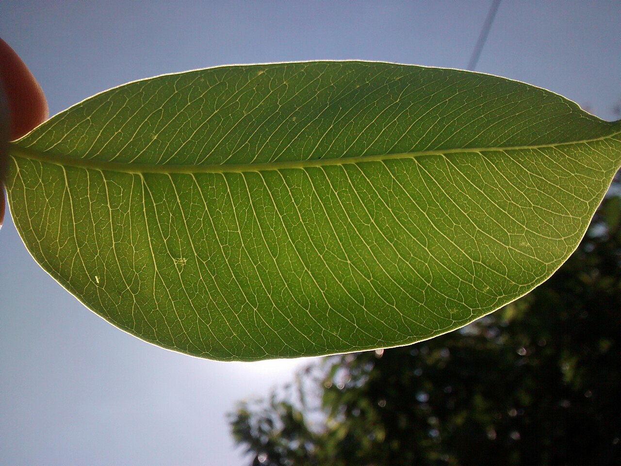 Aspidosperma cylindrocarpon: Folha de A. cylindrocarpon contra o Sol.