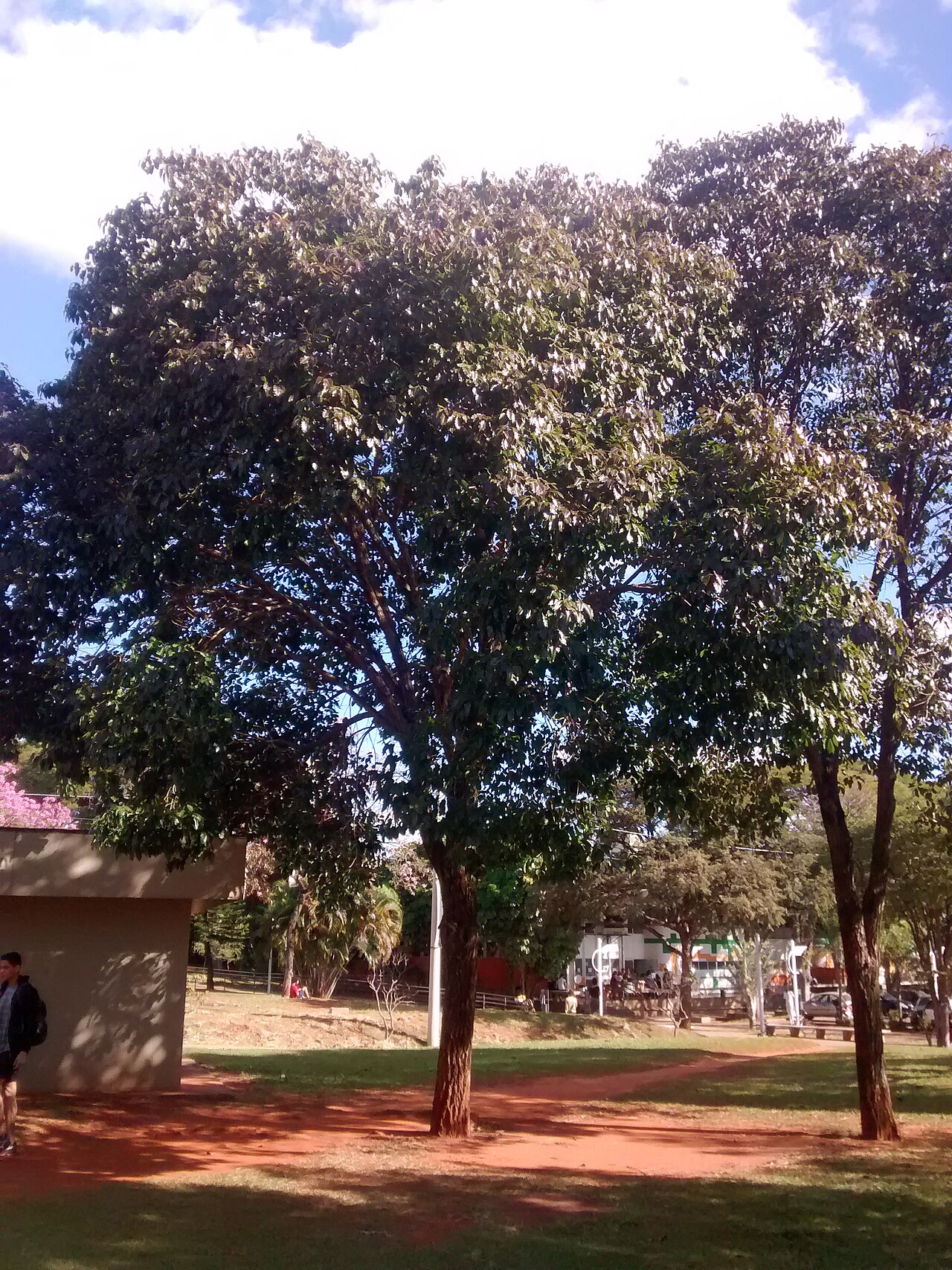 Aspidosperma cylindrocarpon: Aspidosperma cylindrocarpon at BCCL unicamp in Campinas, Brazil