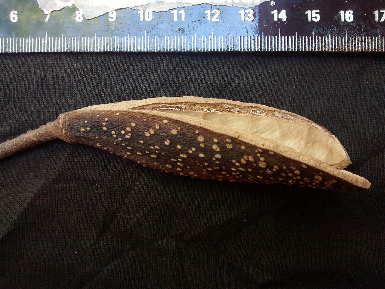 Aspidosperma cylindrocarpon: Fruto de A. cylindrocarpon e escala