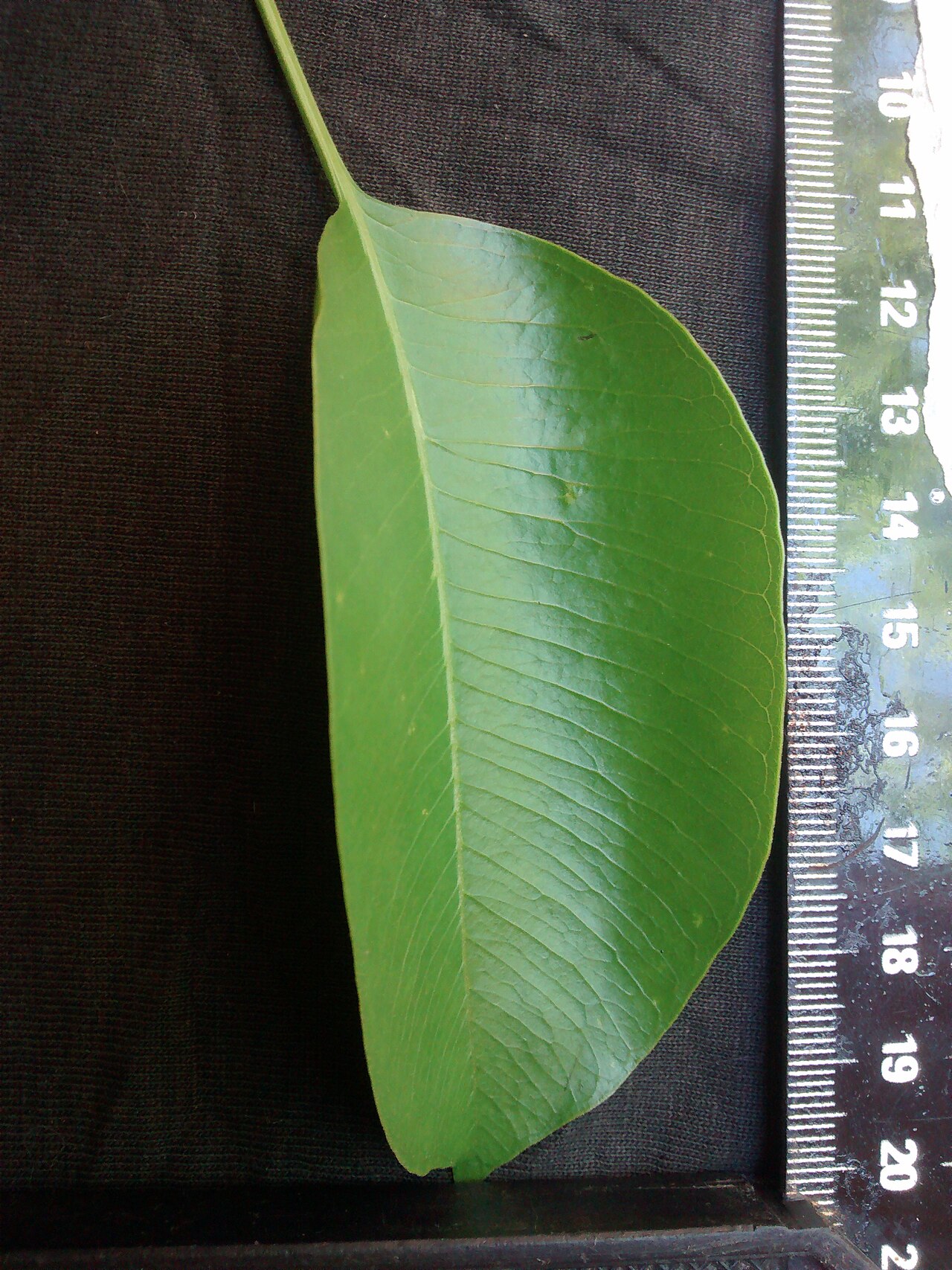 Aspidosperma cylindrocarpon: Face superior de folha de A. cylindrocarpon e escala.