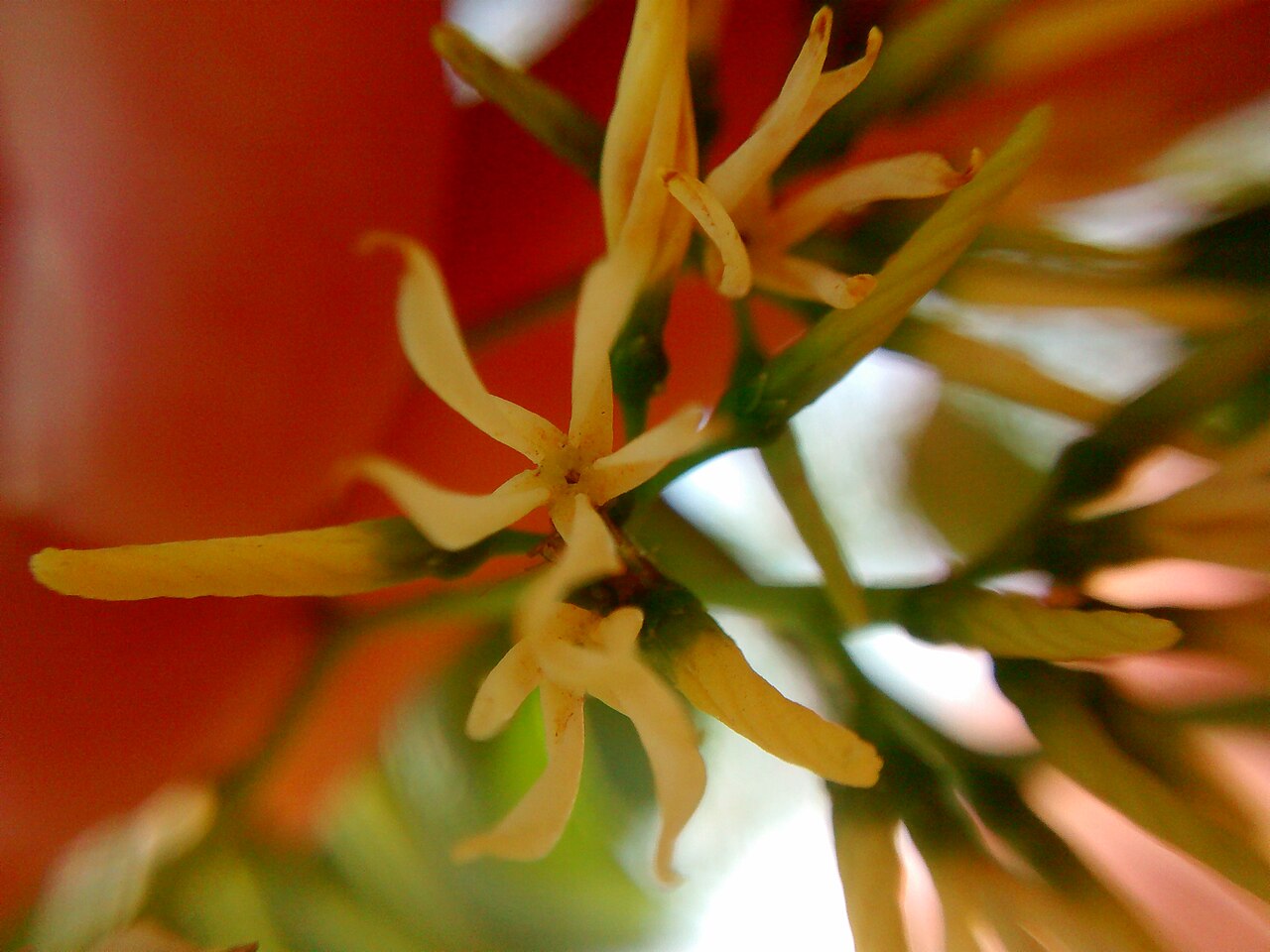 Aspidosperma cylindrocarpon: Macro de flor de A. cylindrocarpon.
