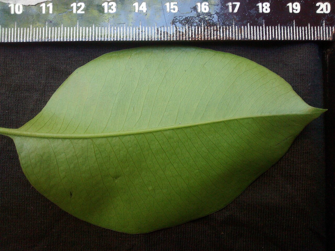 Aspidosperma cylindrocarpon: Face inferior de folha de A. cylindrocarpon.