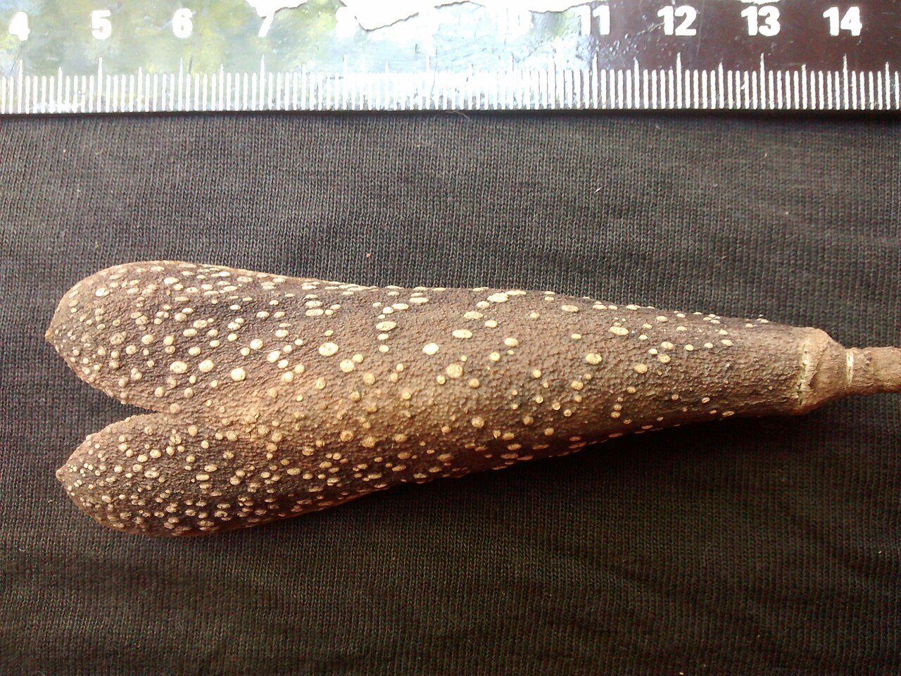 Aspidosperma cylindrocarpon: Fruto de A. cylindrocarpon e escala.