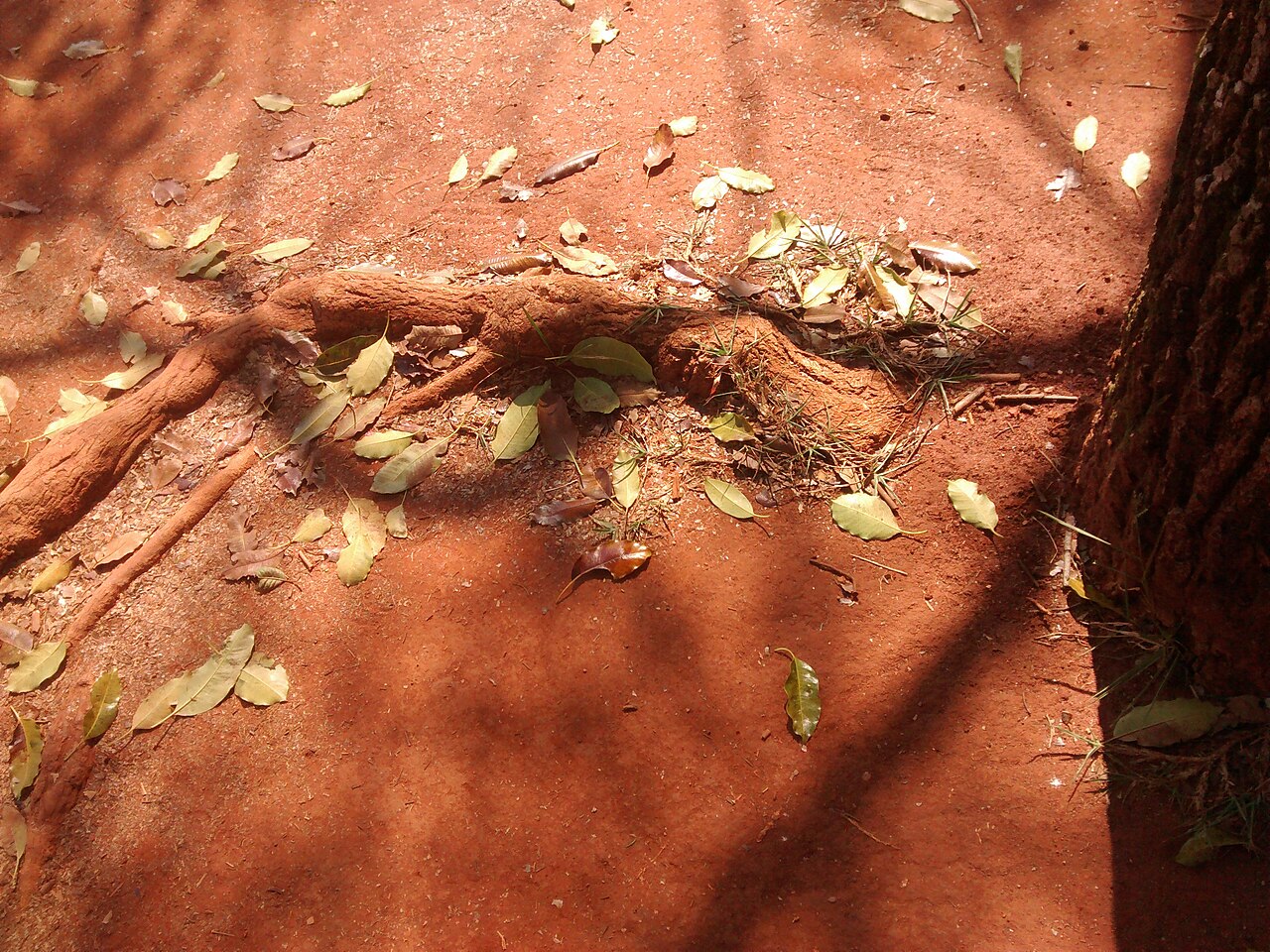 Aspidosperma cylindrocarpon: Raiz de A. cylindrocarpon.