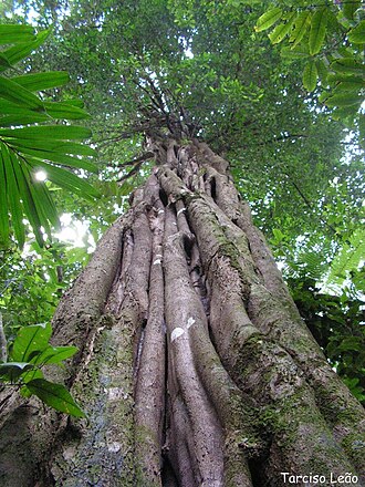 Aspidosperma discolor: Aspidosperma discolor, pau-falho
