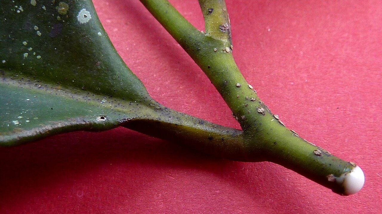 Aspidosperma discolor: Aspidosperma discolor A. DC.