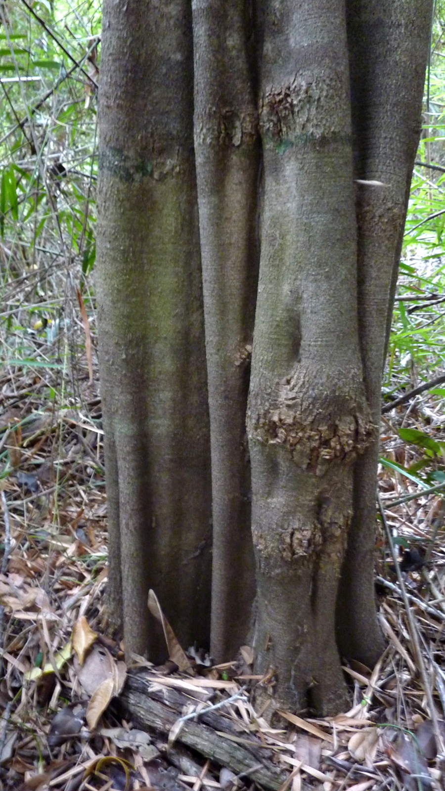 Aspidosperma discolor: Characteristic trunk.