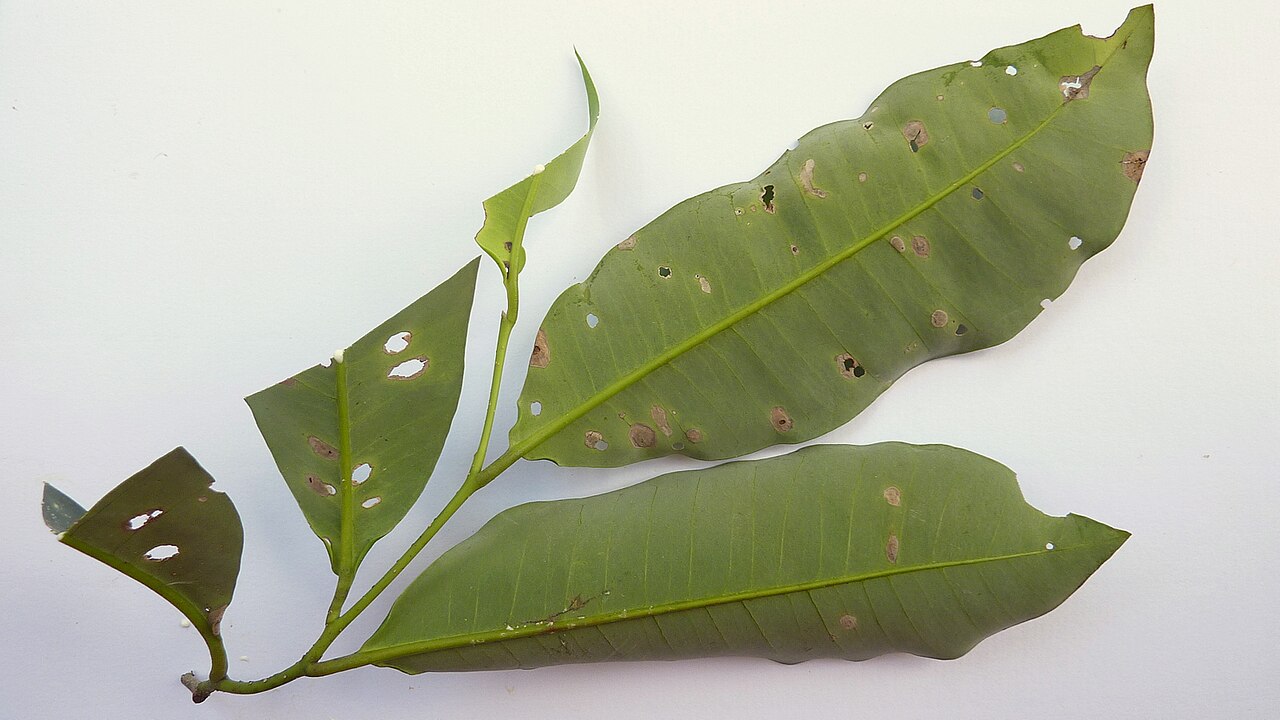 Aspidosperma discolor: Aspidosperma discolor A. DC.