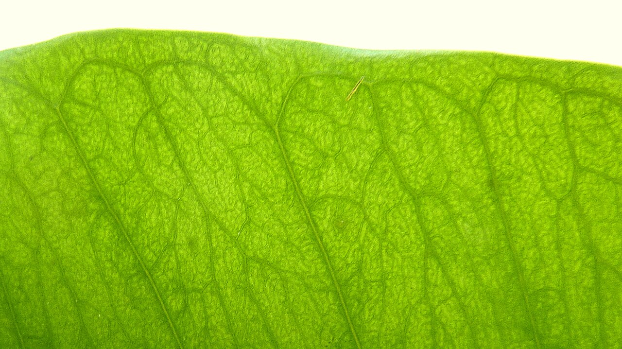 Aspidosperma discolor: Aspidosperma discolor A. DC.
