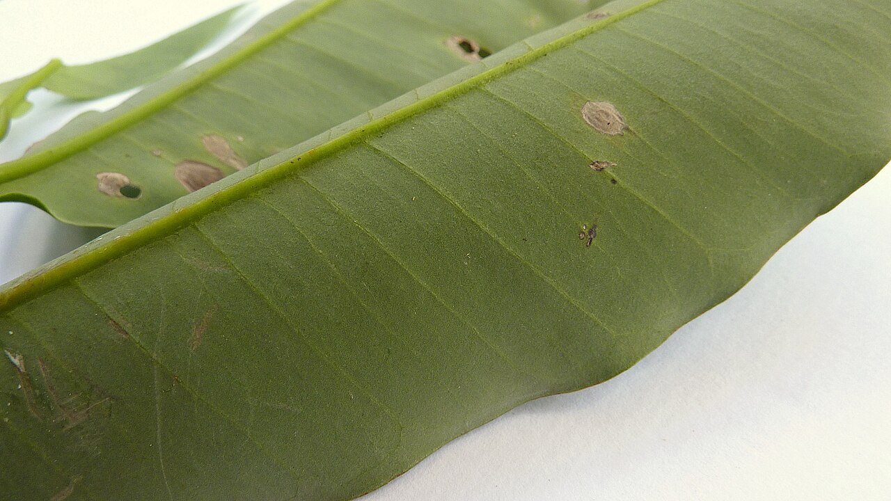 Aspidosperma discolor: Aspidosperma discolor A. DC.