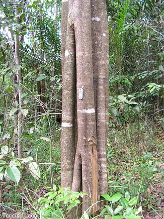 Aspidosperma discolor: Aspidosperma discolor, pau-falho