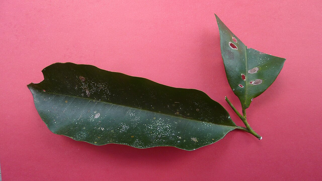 Aspidosperma discolor: Aspidosperma discolor A. DC.