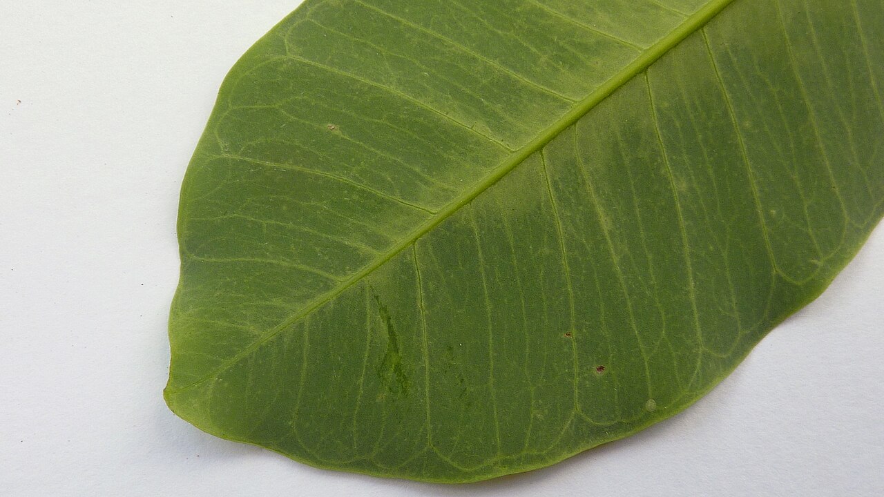 Aspidosperma discolor: Aspidosperma discolor