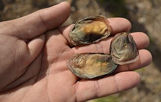 Aspidosperma limae: Sementes de Peroba - Aspidosperma limae. Woodson. Espécie arbórea encontrada em Condado-PE