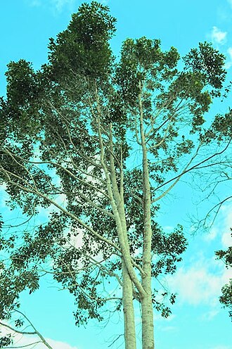 Aspidosperma limae: Árvore Peroba - Aspidosperma limae. Woodson. Espécie arbórea encontrada em Condado-PE
