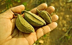 Aspidosperma limae: Frutos de Peroba - Aspidosperma limae. Woodson. Espécie arbórea encontrada em Condado-PE