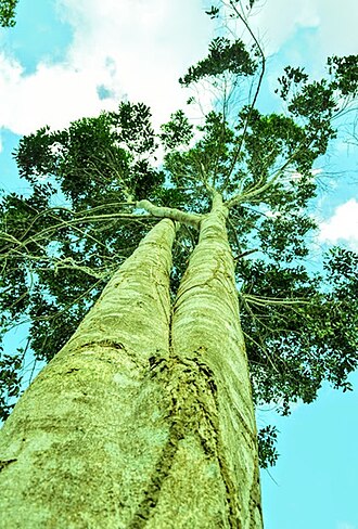 Aspidosperma limae: Aspidosperma limae. Woodson. - Peroba