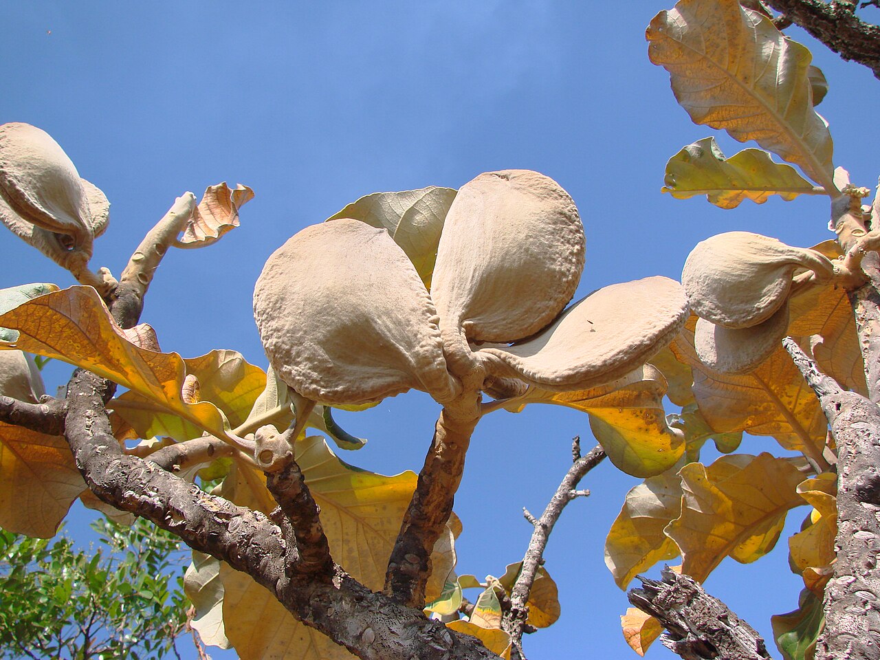 Aspidosperma macrocarpon: Aspidosperma macrocarpon , Apocynaceae - Brasilien/Brasil: Goiás, Cristalina