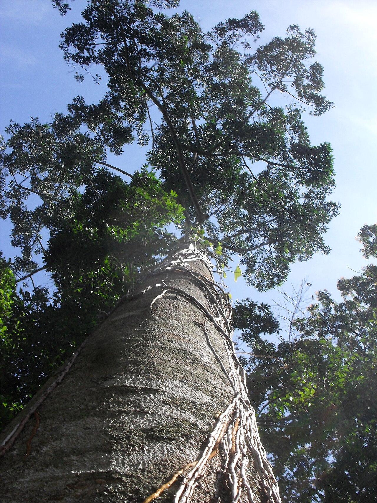Aspidosperma megalocarpon: Figura tomada del el Municipio de Huehhuetán, Chiapas, México.