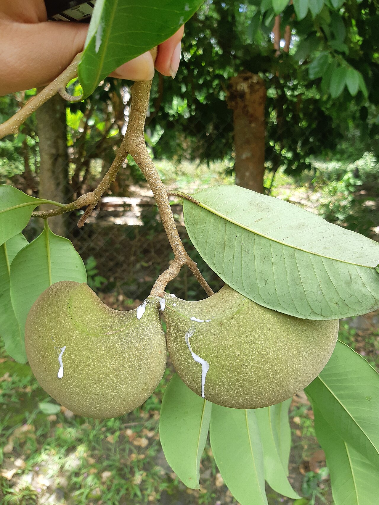 Aspidosperma megalocarpon: Aspidosperma megalocarpon in Mexico