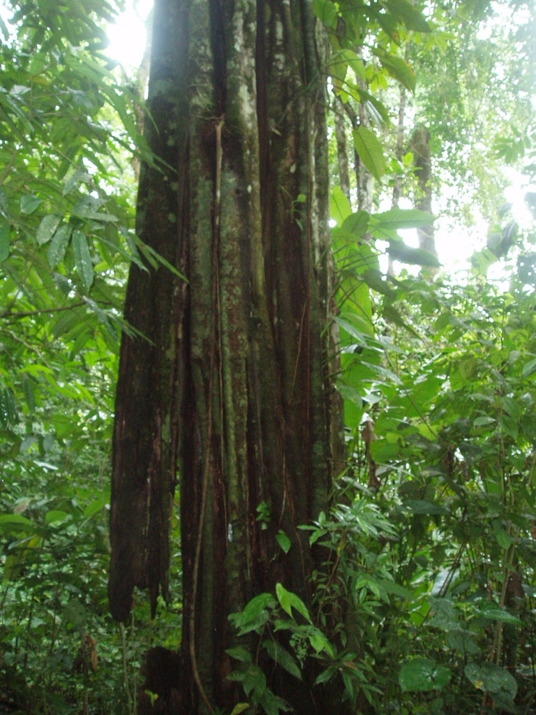 Aspidosperma myristicifolium (Aspidosperma myristicifolium)