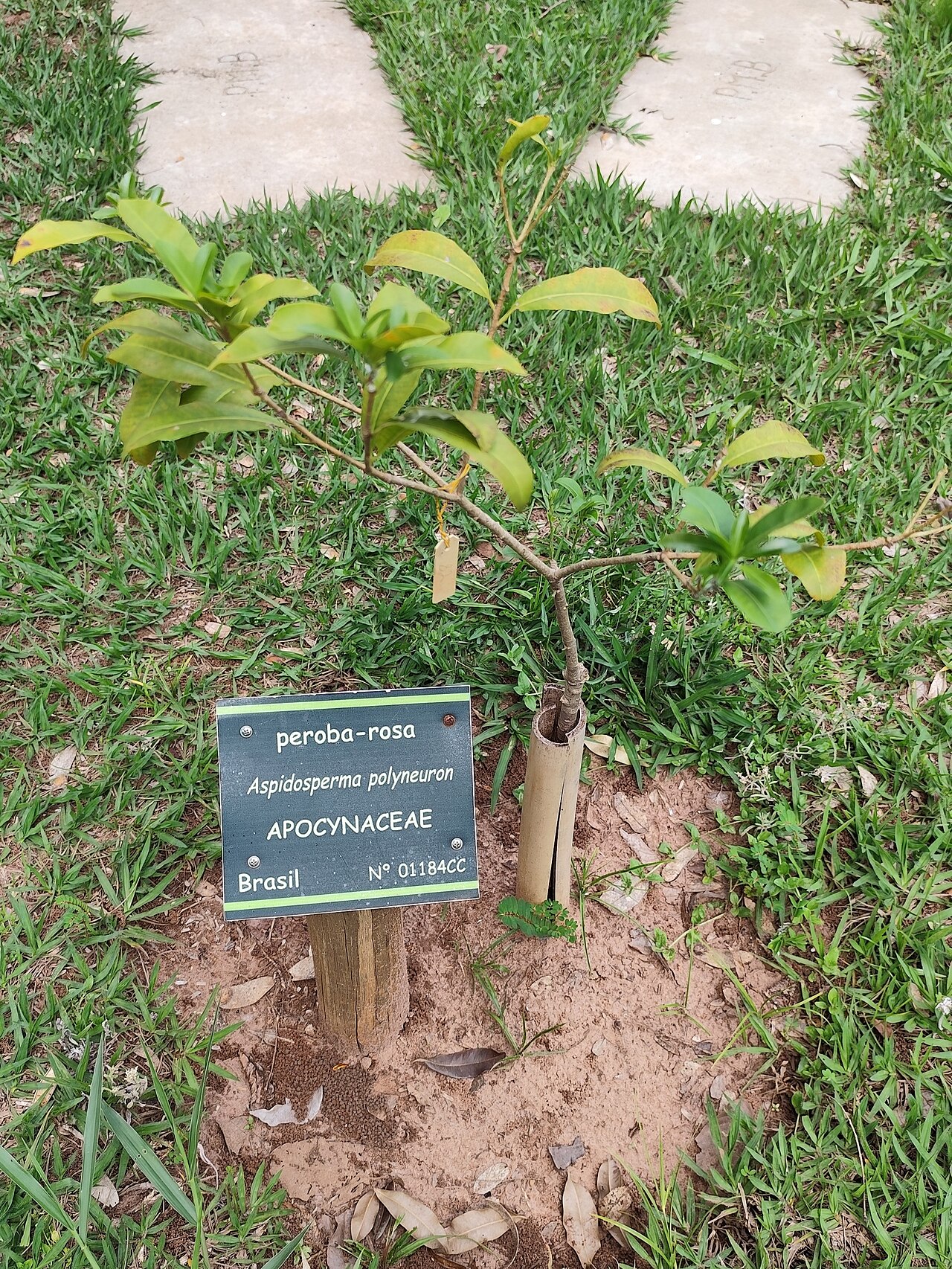 Aspidosperma polyneuron: Planta de Peroba-Rosa