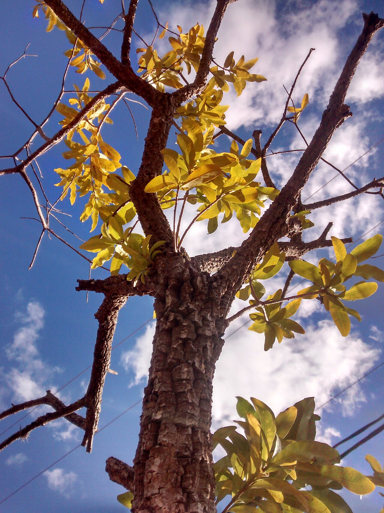 Aspidosperma polyneuron: Aspidosperma polyneuron no bolsão de estacionamento da BCCL - unicamp, Campinas (SP) - BR.