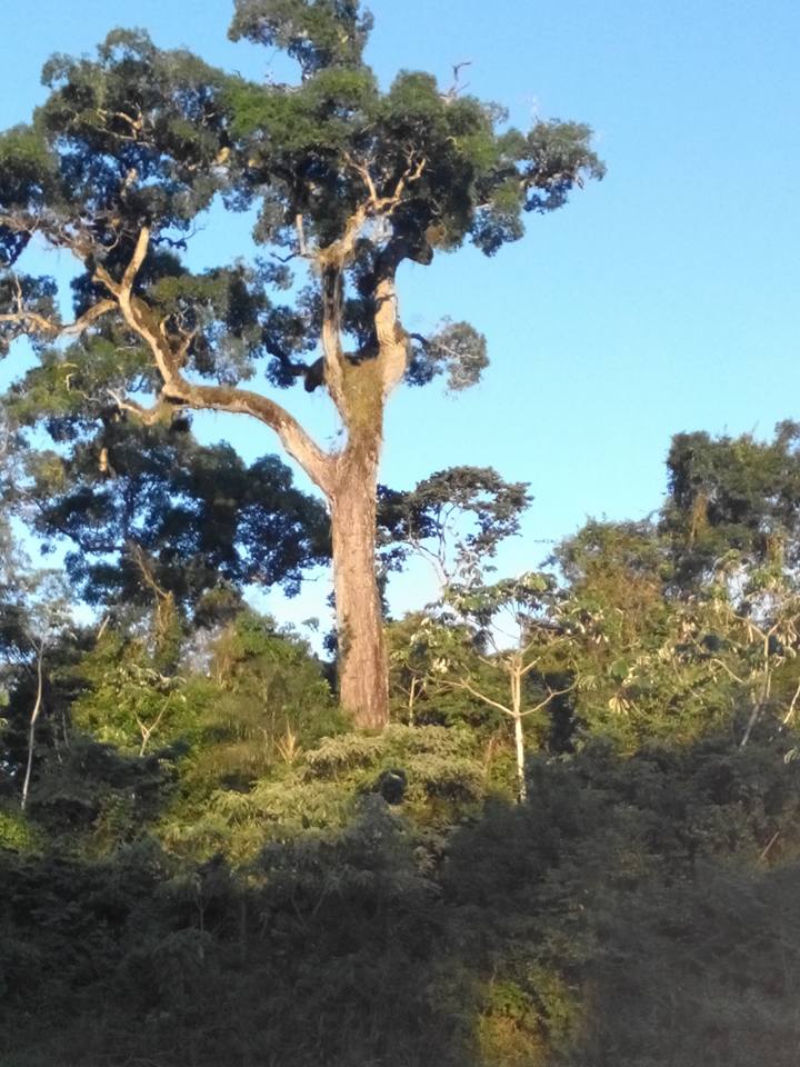 Aspidosperma polyneuron: Palo Rosa, el árbol mas alto de la selva misionera, hoy en peligro de extinción por lo que es una especie protegida por ley y su apeo y aserrado esta prohibido