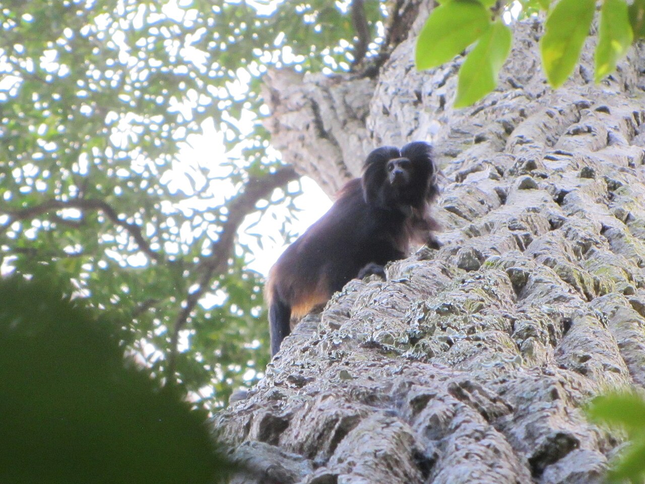 Aspidosperma polyneuron: Black lion tamarin ( Leontopithecus chrysopygus ) on a "peroba-rosa" trunk ( Aspidosperma polyneuron ) in a fragment of Atlantic Forest in Presidente Epitácio,
