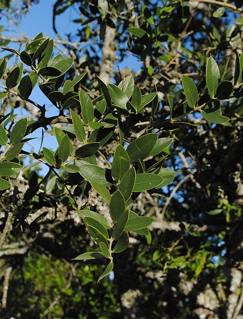 Aspidosperma quebracho-blanco: Aspidosperma quebracho-blanco . Apocynaceae. Fotos tomadas en bosque parque sobre blanqueal al margen del Arroyo Vera, departamento de Soriano, Uruguay.