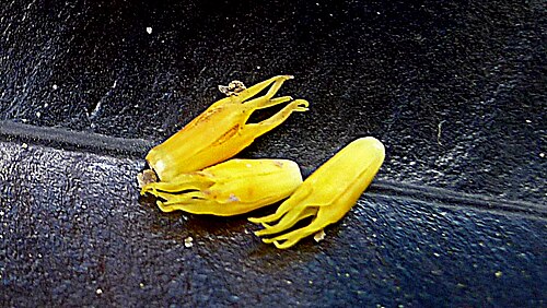 Aspidosperma spruceanum: Aspidosperma melanocalyx Müll.Arg.