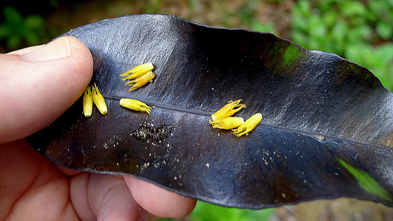 Aspidosperma spruceanum: Aspidosperma melanocalyx Müll.Arg.