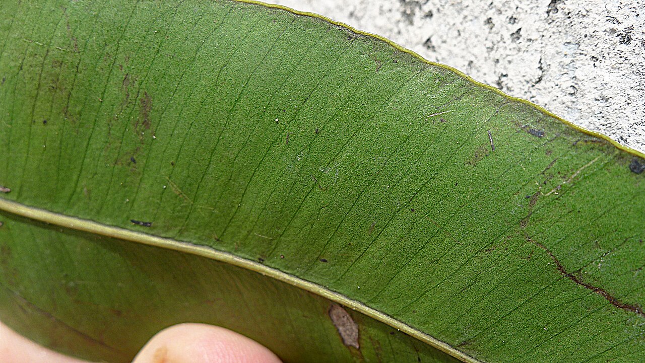 Aspidosperma spruceanum: Aspidosperma melanocalyx Müll.Arg.
