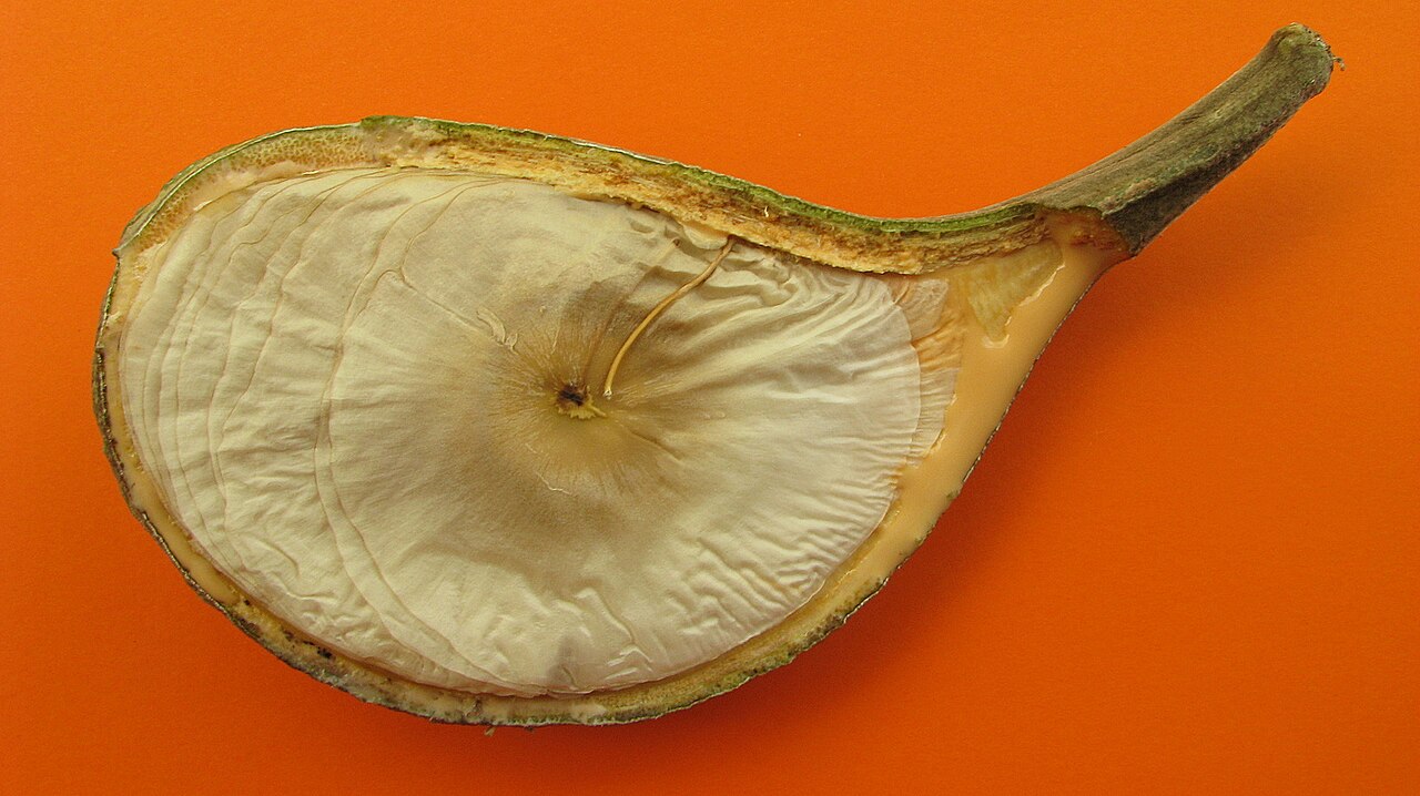 Aspidosperma spruceanum: Aspidosperma spruceanum Benth. ex Müll. Arg.