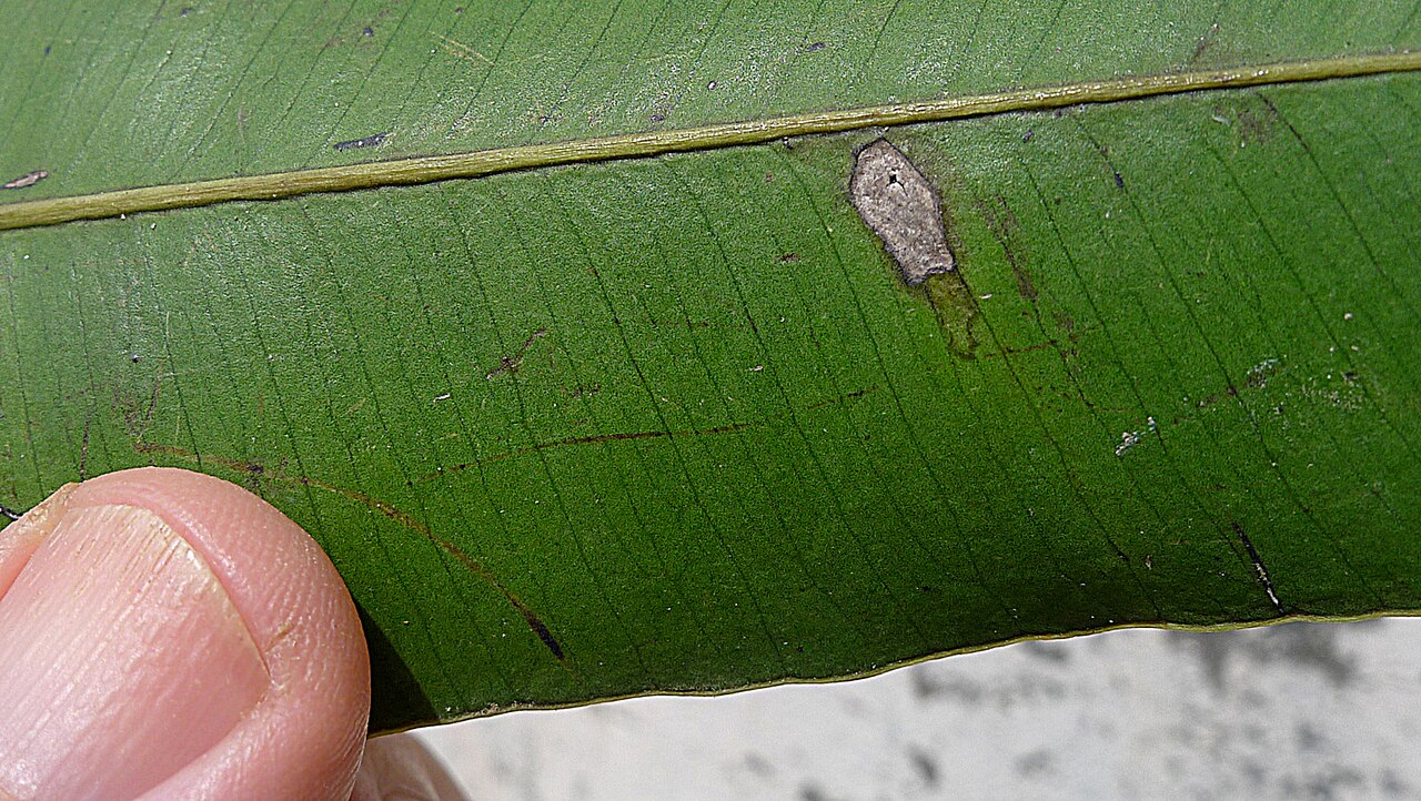 Aspidosperma spruceanum: Aspidosperma melanocalyx Müll.Arg.