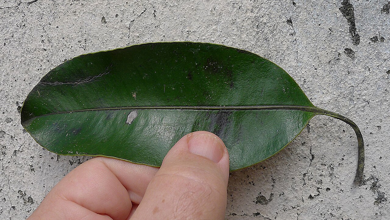 Aspidosperma spruceanum: Aspidosperma melanocalyx Müll.Arg.